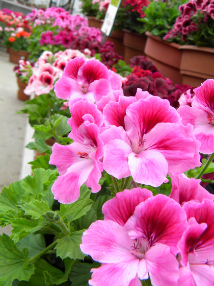 Annuals