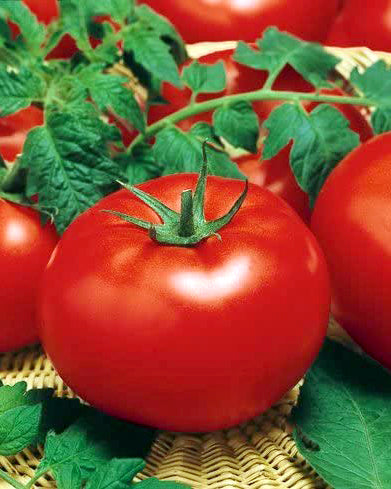4" Tomatoes
