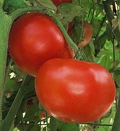 Vegetables