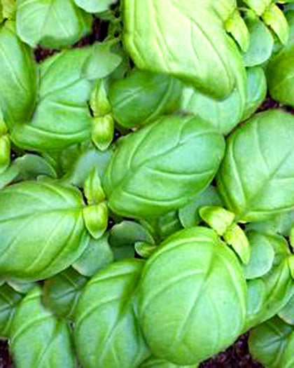 Herbs