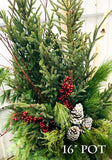 Blaine - Spruce Tip Pot Workshop 2025