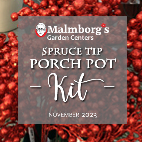 Spruce Tip Pot Kit - Pre-order