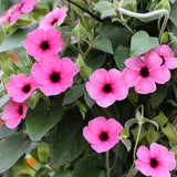 5" pot - Thunbergia