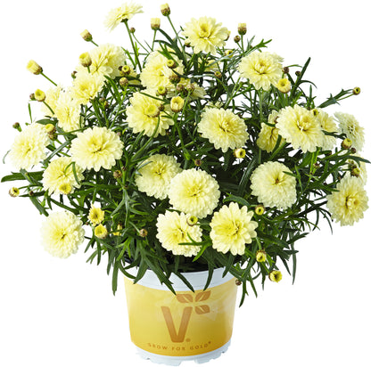 5" pot - Argyranthemum Aramis