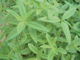 Herb - 4" pot