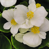 3-pack - Begonia, Wax