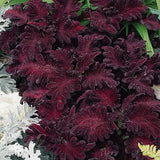 3-pack - Coleus