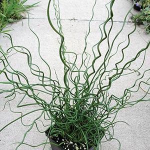 4.5" pot - Grass, Ornamental