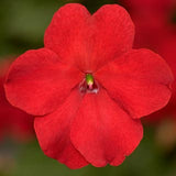 Flower Pouches