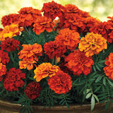 3.5" pot - Marigold