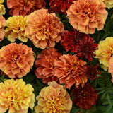 3.5" pot - Marigold
