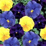 14" pot - Pansy Bowl