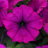 3.5" pot - Petunia