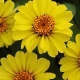 3.5" pot - Zinnia
