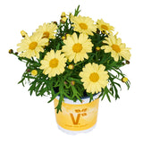 5" pot - Argyranthemum Aramis