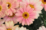 5" pot - Argyranthemum Aramis