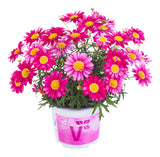 5" pot - Argyranthemum Aramis
