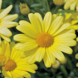 5" pot - Argyranthemum Aramis