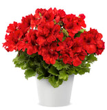 12" Patio Pot - Geranium, Regal