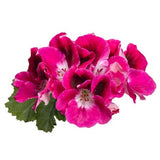 12" Patio Pot - Geranium, Regal