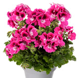 6" pot - Geranium, Regal
