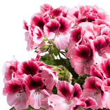 6" pot - Geranium, Regal