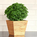 Herb - 4" pot