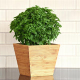 Herb - 4" pot