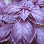 Herb - 4" pot