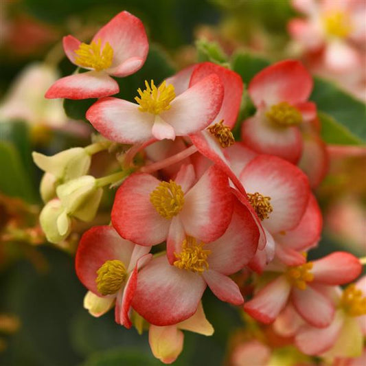 6" pot - Begonia, Hula Bicolor