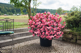 12" Hanging Basket - Begonia, Big