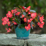 6" pot - Begonia Big