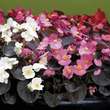 3-pack - Begonia, Wax