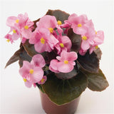 3-pack - Begonia, Wax
