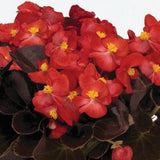 3-pack - Begonia, Wax