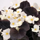 3-pack - Begonia, Wax