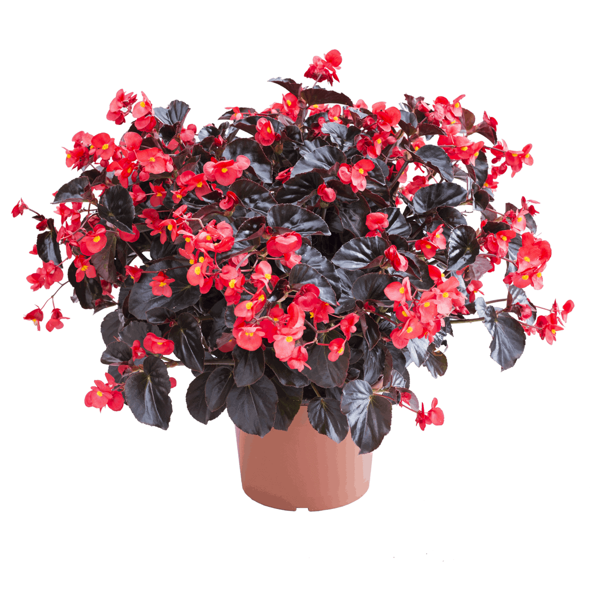 6" pot - Begonia, Viking