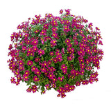 4" pot - Bidens Stellar Orange Star