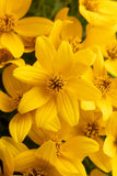 4" pot - Bidens Stellar Orange Star