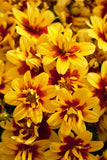 4" pot - Bidens Stellar Orange Star