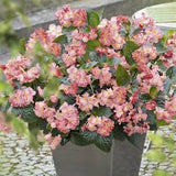 12" Hanging Basket - Begonia, Big