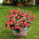 12" Hanging Basket - Begonia, Big