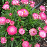 8" pot - Strawflower