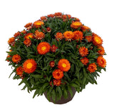 8" pot - Strawflower