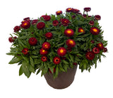 8" pot - Strawflower