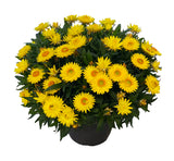 8" pot - Strawflower