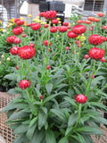 8" pot - Strawflower