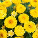 8" pot - Strawflower