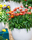 8" pot - Strawflower