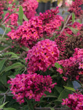 12" Hanging Basket - Buddleja Baby Buzz